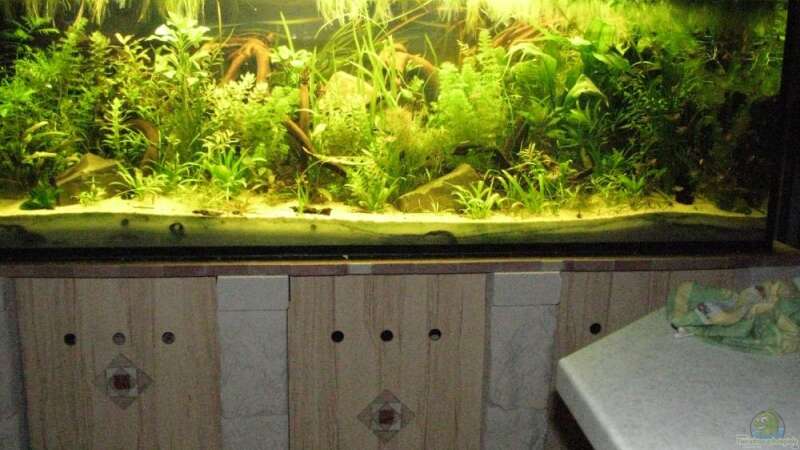 648 Liter Küchen-Aquarium von Sado-Uwe (1)