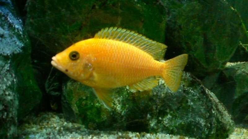 Aulonocara Firefish , Weibchen von Thomas Dietrich (22)