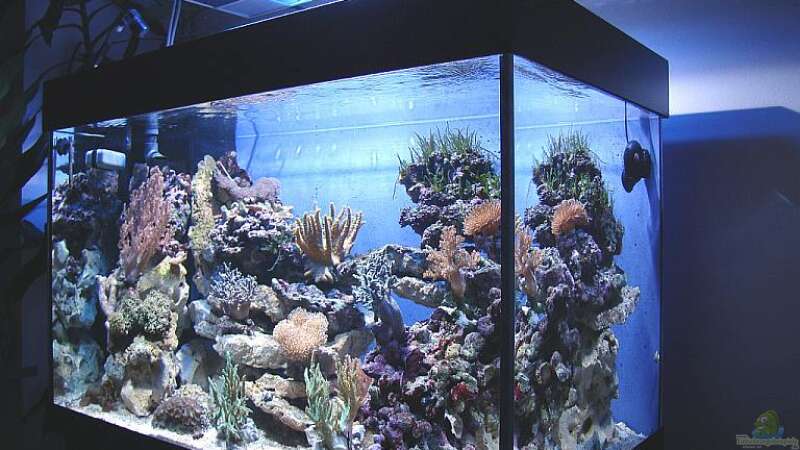 Aquarium Riffaquarium von bernie-124 (3)
