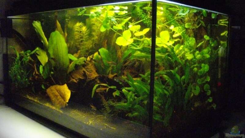 Aquarium Schwarzwasserbiotop im Kleinformat von Caricciola (2)