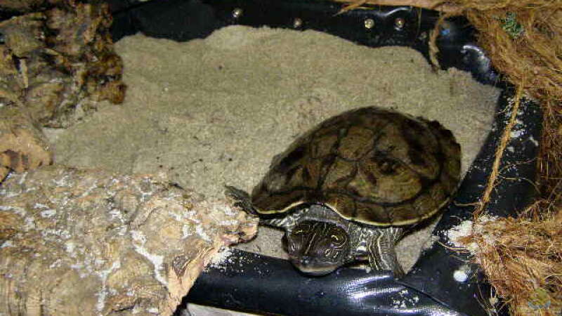 Falsche Landkartenschildkröte (gehört mit zu den Höckerschildkröten) von SeLo (35)