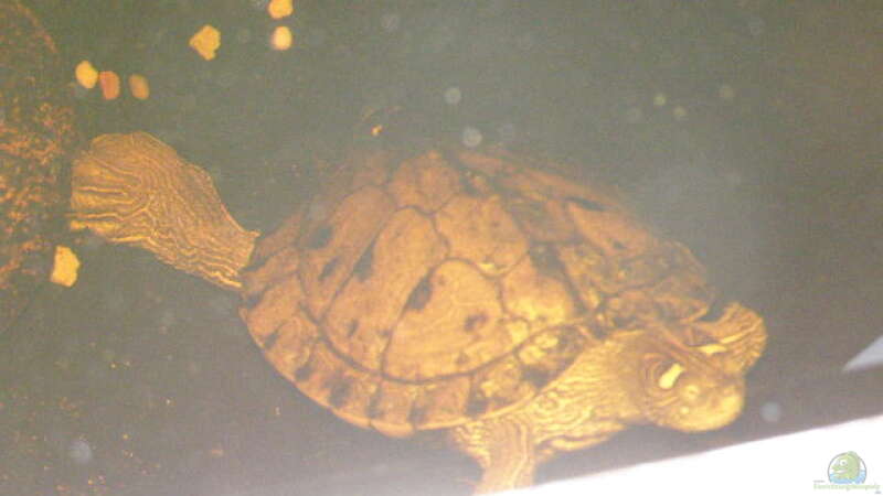 Höckerschildkröte weiblich 20 cm. Danke an die Stifter. von SeLo (36)