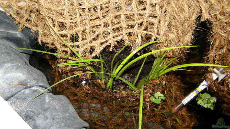 Pflanzkörbe mit Teicherde und Pflanzen versehen und eingehangen. Oberfläche mit von SeLo (13)