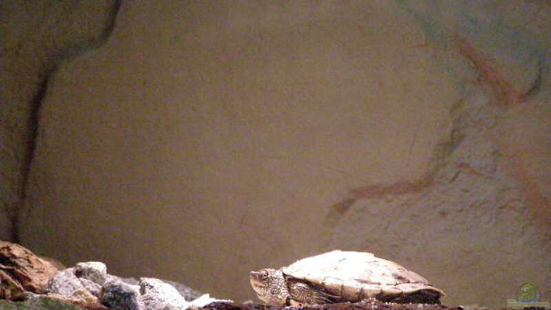 Schildkröte aus Nordamerika (Originalfoto) von SeLo (31)