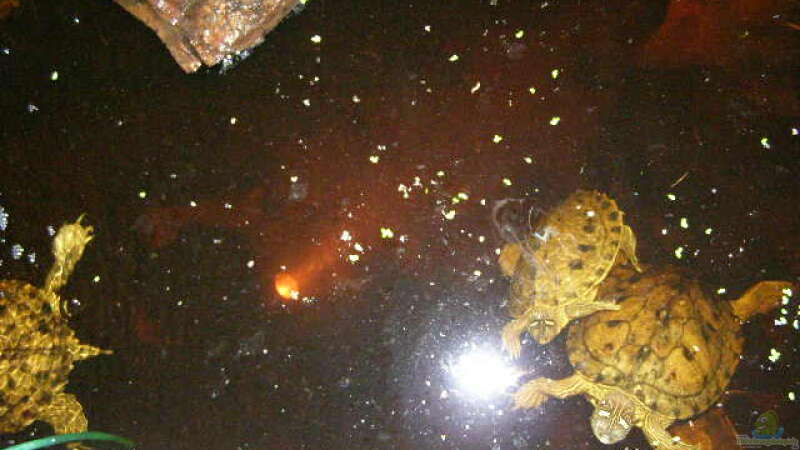 Unterwasserlampe eingesetzt. Zwischen den Schildkröten der Helle Punkt. ;-) von SeLo (30)
