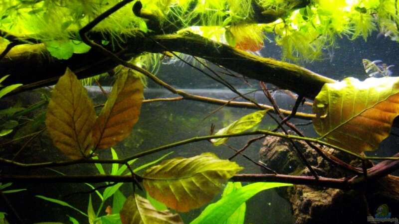 Aquarium Blätterwald Amazoniens von Caricciola (7)