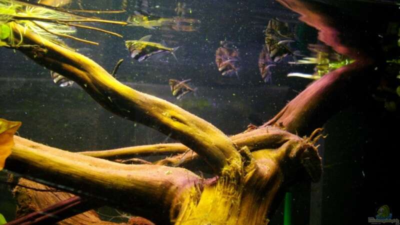 Aquarium Blätterwald Amazoniens von Caricciola (8)