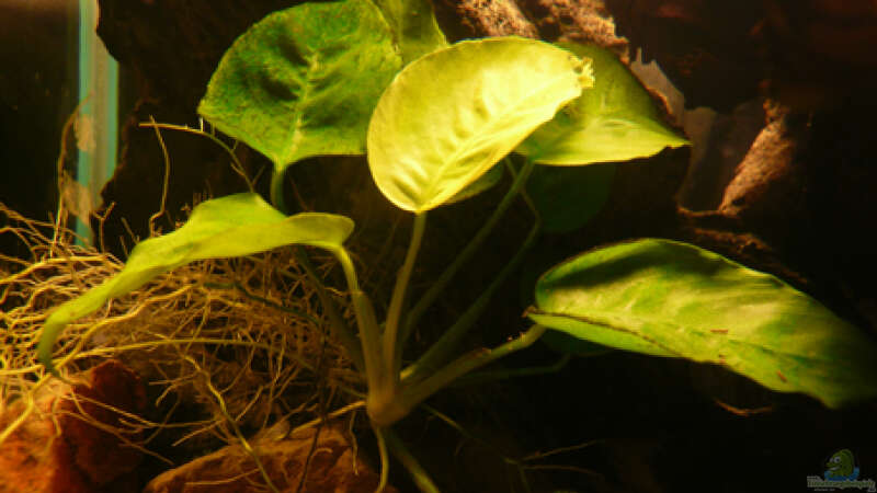 Pflanzen im Aquarium M. r.+A. sp.r.F. von Cichlid Power (8)