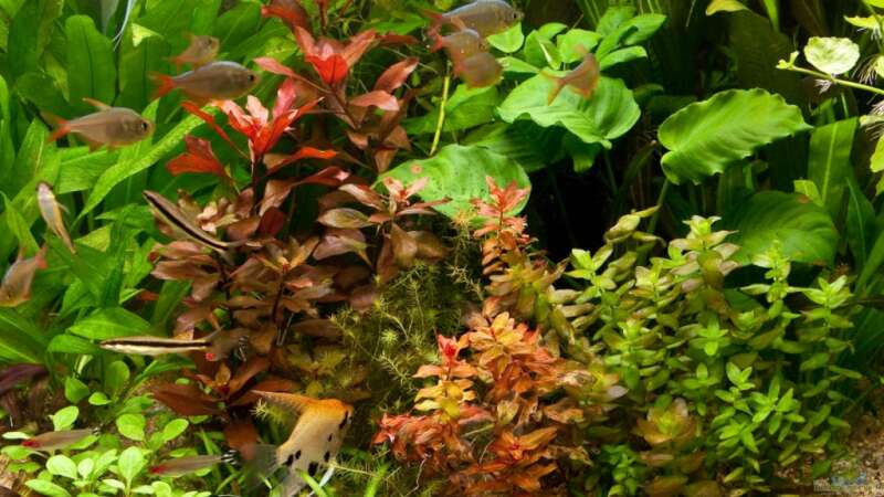 Pflanzen im Aquarium Farbträume von Ralf64 (31)