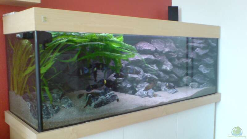 Aquarium Tropheus-Gesellschaft von Bbert (3)