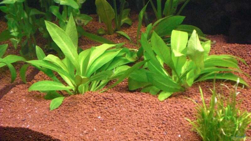 Pflanzen im Aquarium Grüner Amazonas von Misterdaddy (7)