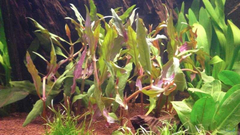 Pflanzen im Aquarium Grüner Amazonas von Misterdaddy (8)