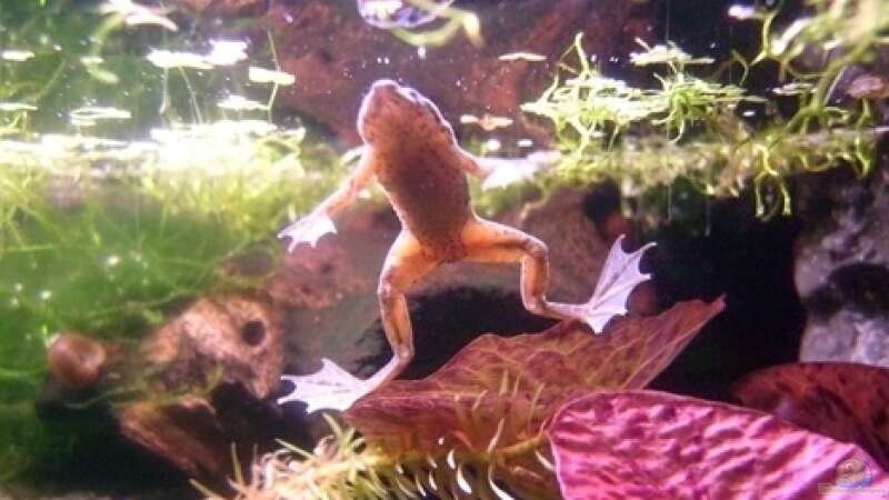 Aquarium Hauptansicht von Frogtopia von Lisa. (1)