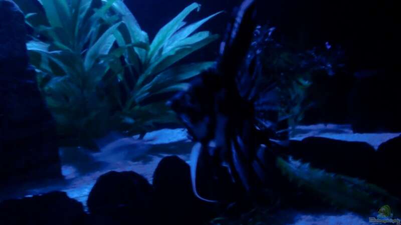 Aquarium Juwel Rio 240 von schecki (3)