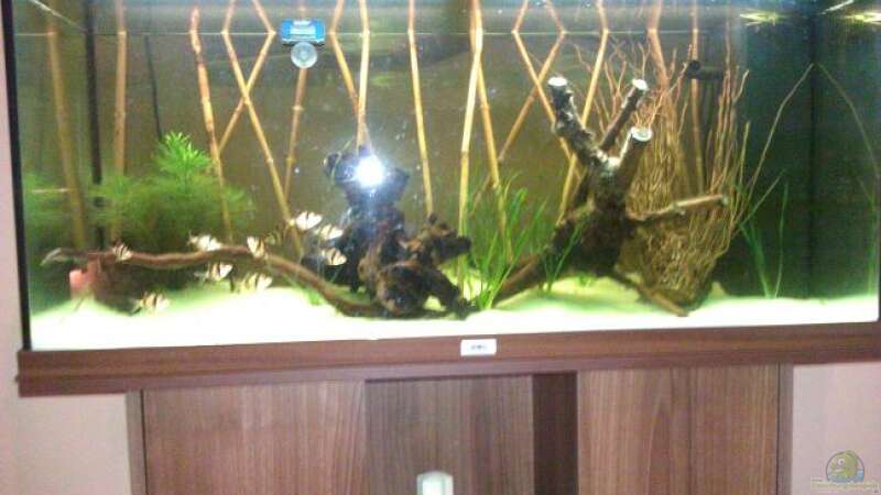 Aquarium Sumatrabecken von Xia (2)