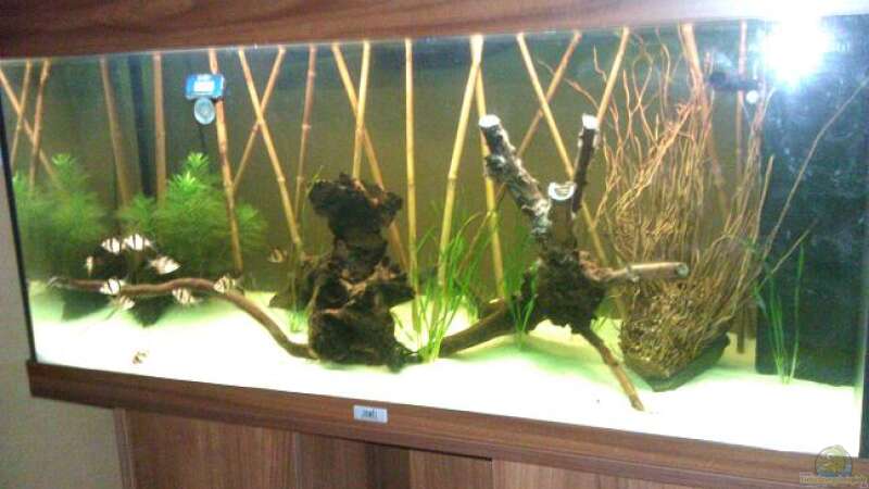 Aquarium Sumatrabecken von Xia (3)