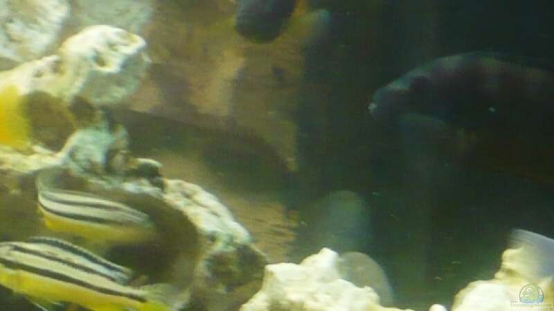 Metriaclima estherae ???red red???  links oben Melanochromis auratus mitte Metriaclima von pietschen (7)