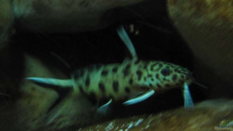 Besatz im Aquarium Tanganjika ist bei mir im Wohnzimmer von donolli (6)