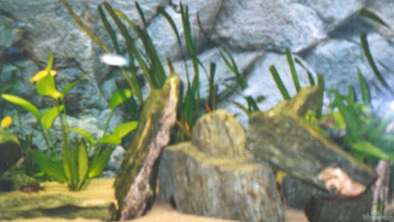 Dekoration im Aquarium Becken 170 von wissefux (5)