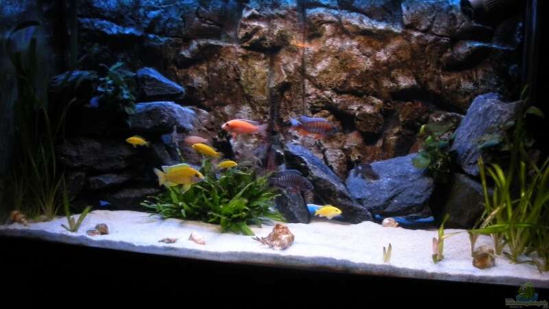 Aquarium Hauptansicht von Peter´s bunte Kiste von Peterfish (1)