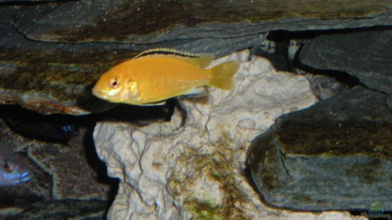 Labidochromis caeruleus yellow von Peterfish (22)