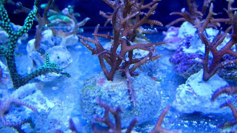 Korallenzucht von .uschi (40)