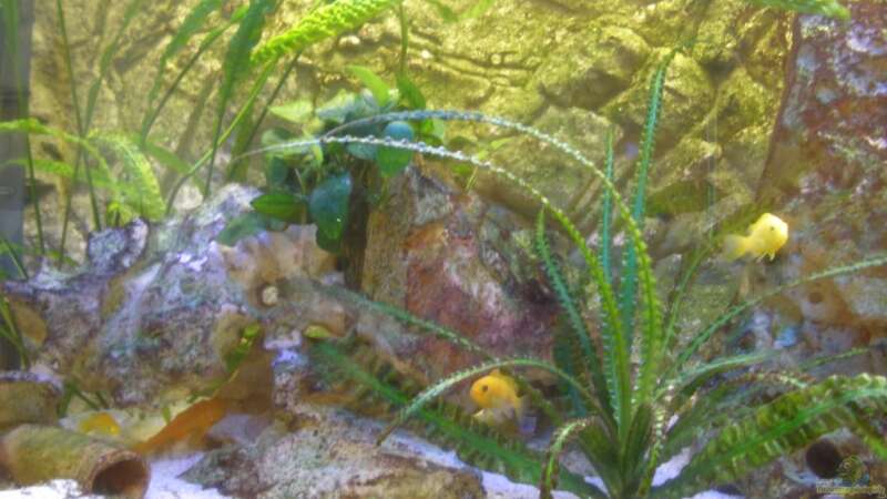 Aquarium Becken 17056 von haifisch (2)