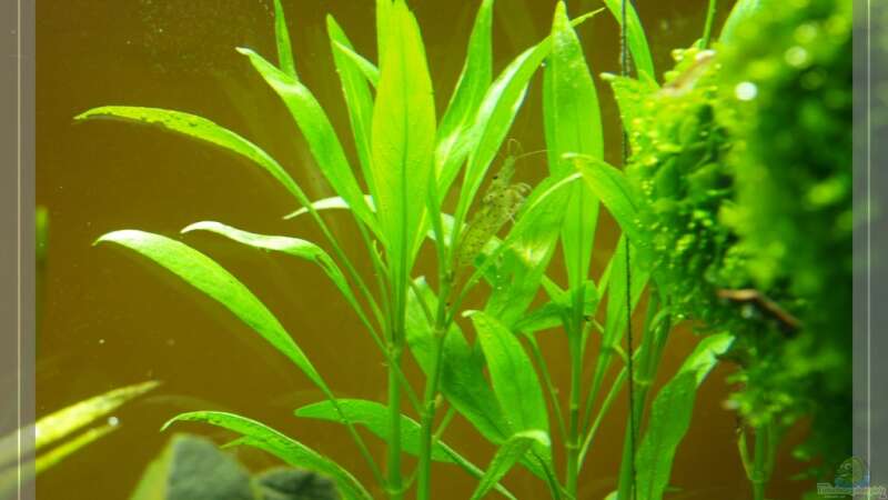 Pflanzen im Aquarium nur noch Beispiel von Pseudomugil (6)