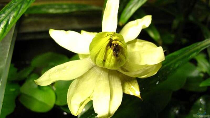 zwar was verknittert, aber immerhin eine Lotusblüte von Claudia Müller (7)