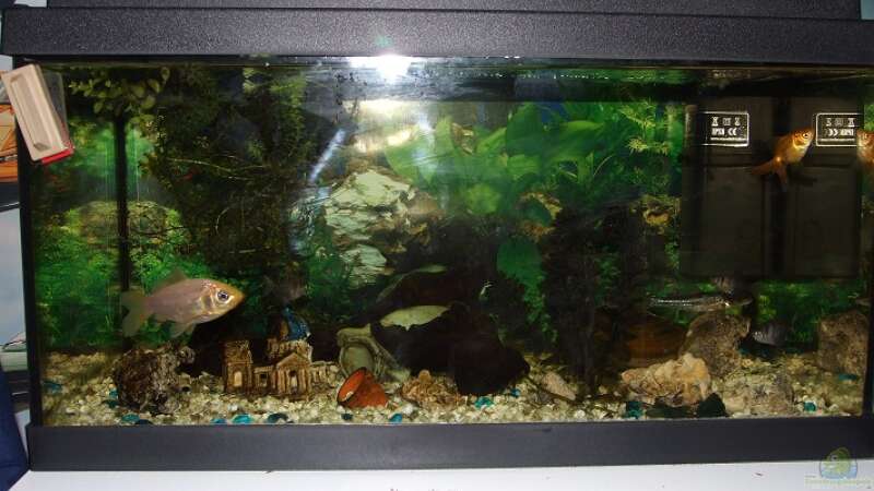 das aquarium von meine schwester von Jarno Wilens (3)