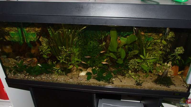 meine aquarium von Jarno Wilens (1)