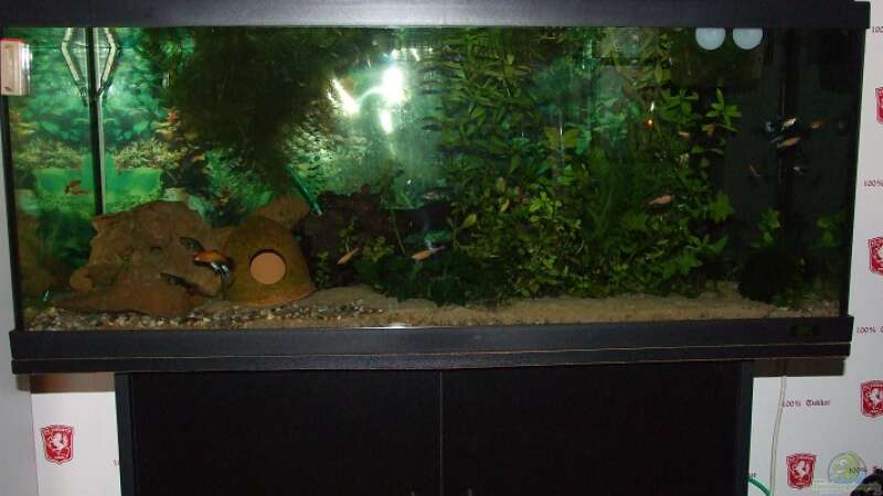 meine aquarium von Jarno Wilens (2)