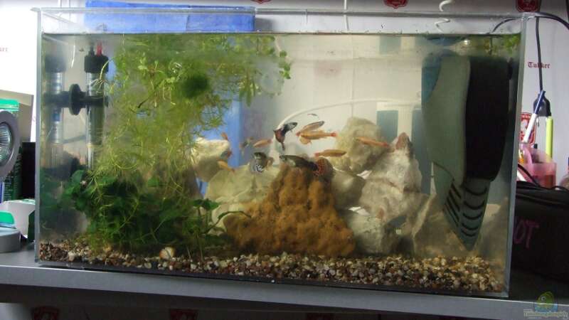meine aquarium von Jarno Wilens (6)