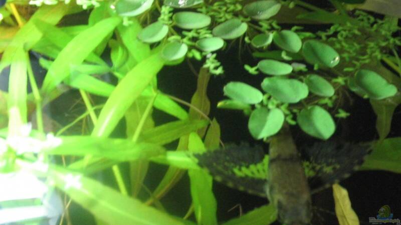 Afrikanischer Schmetterlingsfisch