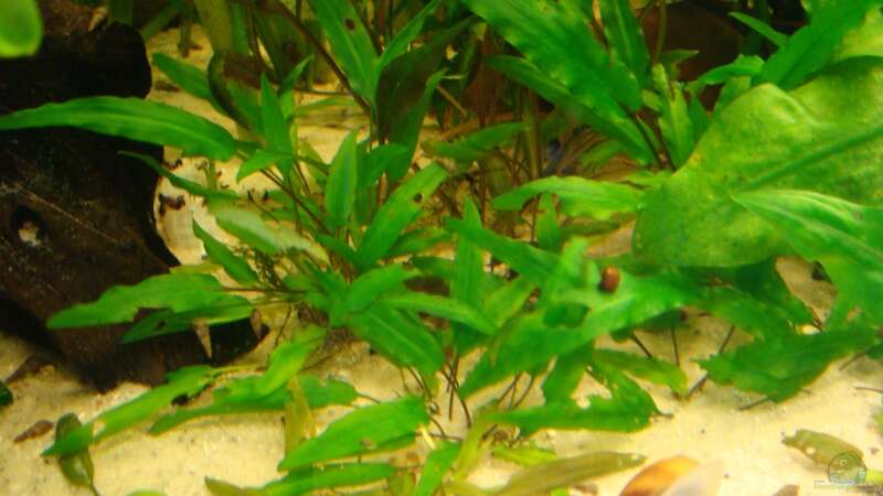 Pflanzen im Aquarium Ekki´s von ekki (4)