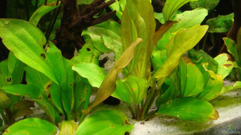 Pflanzen im Aquarium Ekki´s von ekki (5)