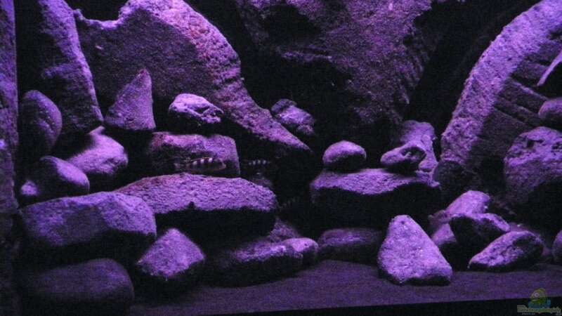 Dekoration im Aquarium BLACK ROCK von LaEy (20)