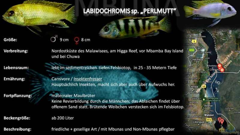 Artentafel - Labidochromis sp. "perlmutt"