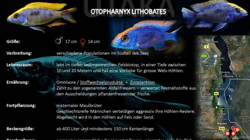 Artentafel - Otopharnyx lithobates