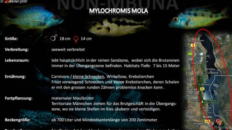 Artentafel - Mylochromis mola