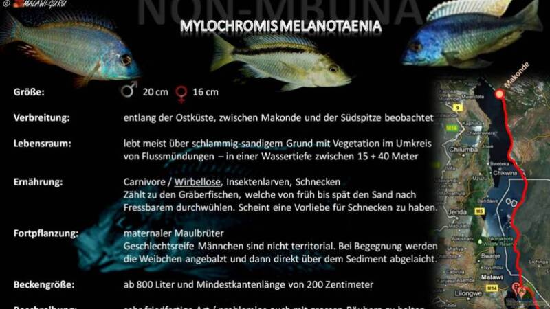 Artentafel - Mylochromis melanotaenia