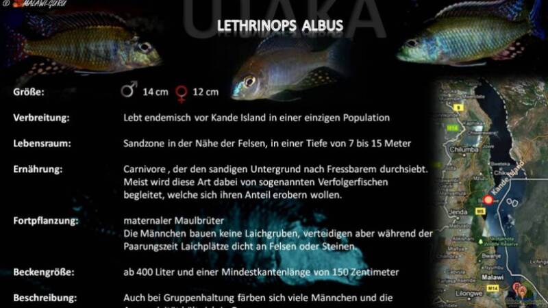 Artentafel - Lethrinops albus