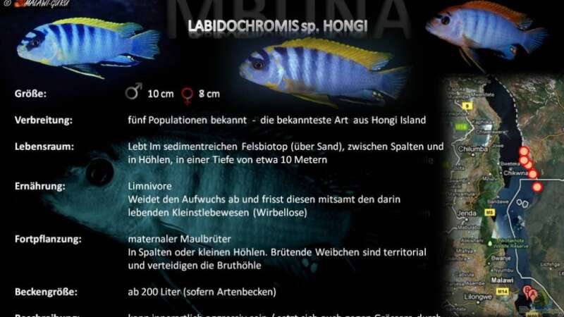 Artentafel - Labidochromis sp. "hongi"