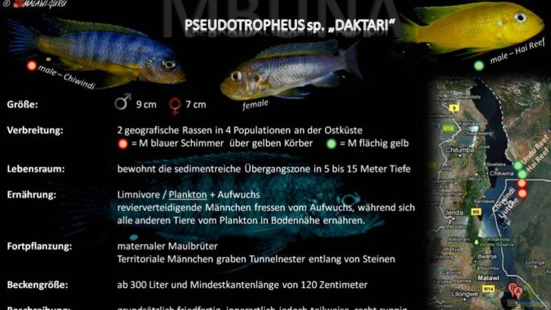 Artentafel - Pseudotropheus sp. "daktari"