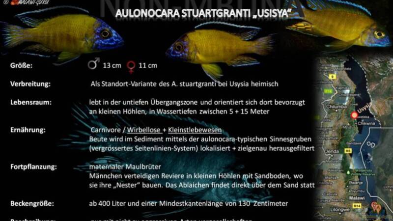 Artentafel - Aulonocara stuartgranti "usysia"