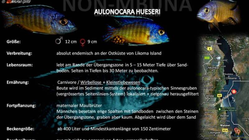 Artentafel - Aulonocara hueseri