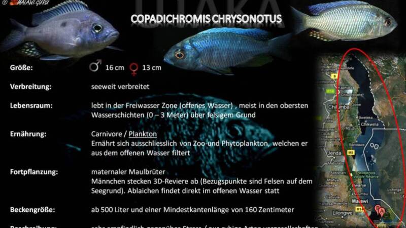 Artentafel - Copadichromis chrysonotus