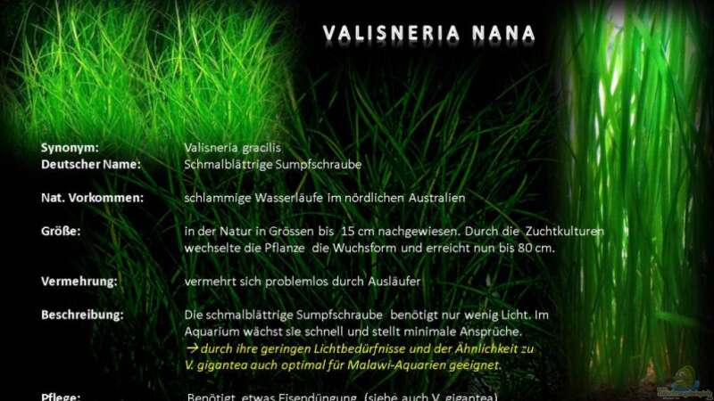 MALAWI Pflanzentafel - Valisneria nana