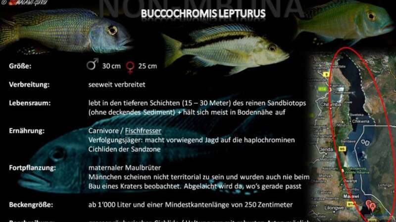 Artentafel - Buccochromis lepturus