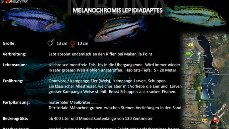 Artentafel - Melanochromis lepidiadaptes